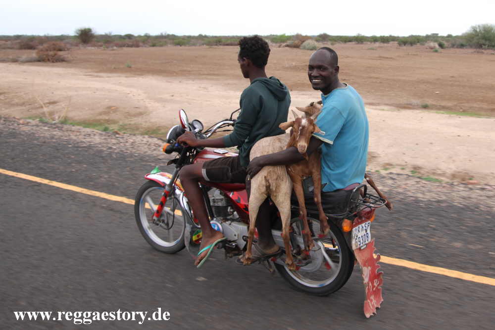 Goats on motorbike - Ethiopia