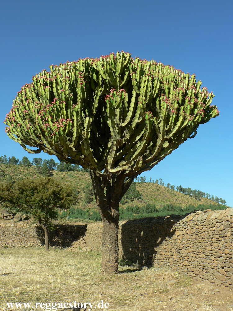 Ethiopia - Tigray - Axum