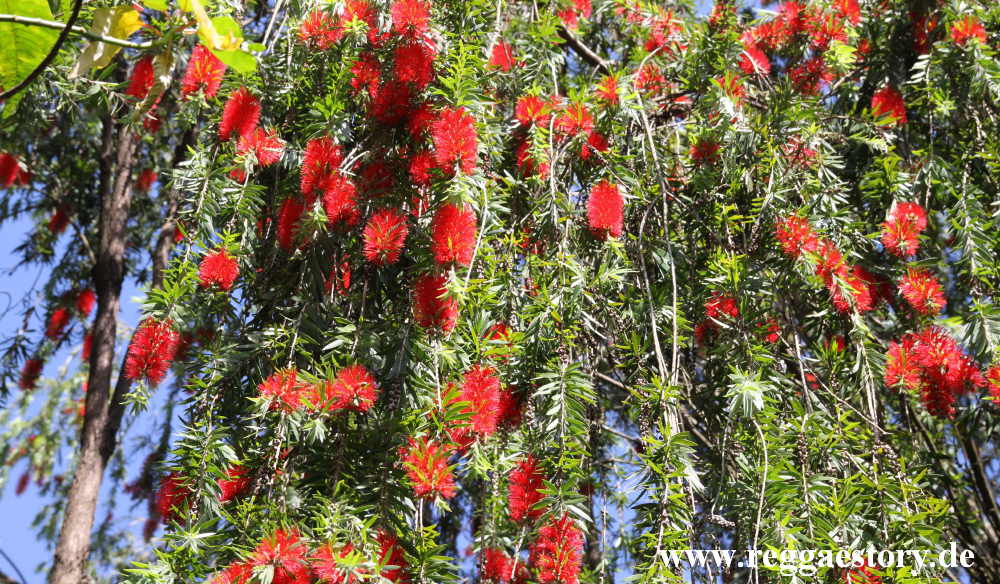 Zylinderputzer - Callistemon