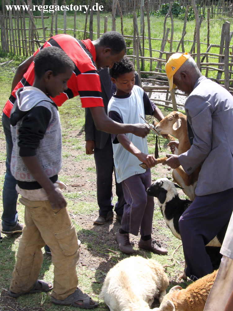 Ethiopia 2015 -Tierimpfung