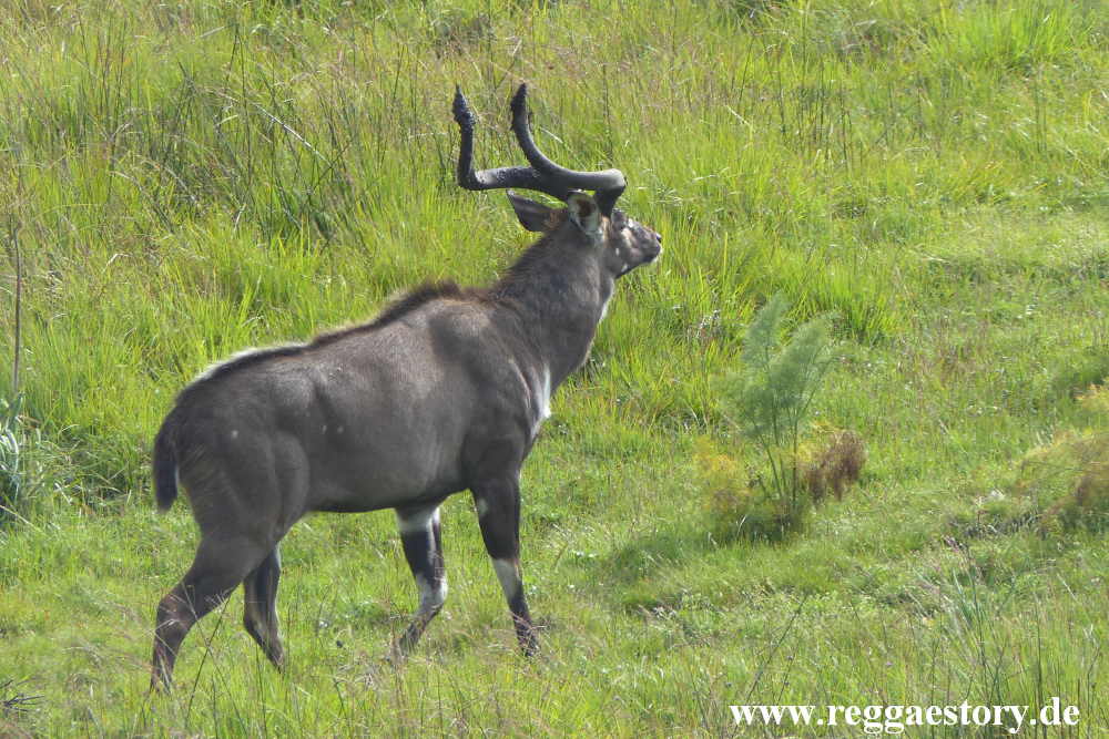 Ethiopia - Oromia - Gaysay Grassland - Mountain Nyala