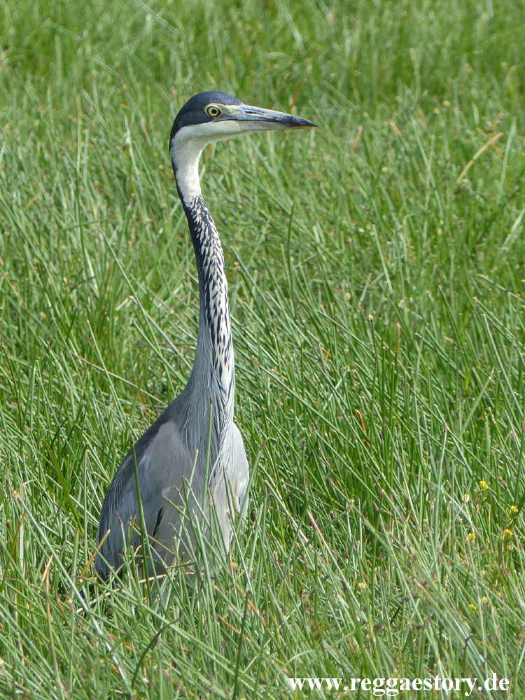 Ethiopia - Oromia - Gaysay Grassland - Graureiher