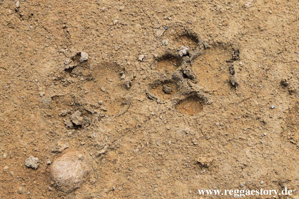 Ethiopia - Awash Nationalpark - Filwoha Campsite - Lion