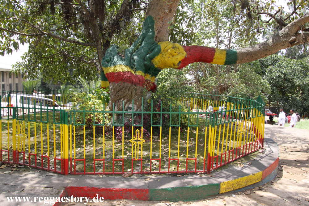 Holy Tree - Yeka Mikael Church - Addis Ababa