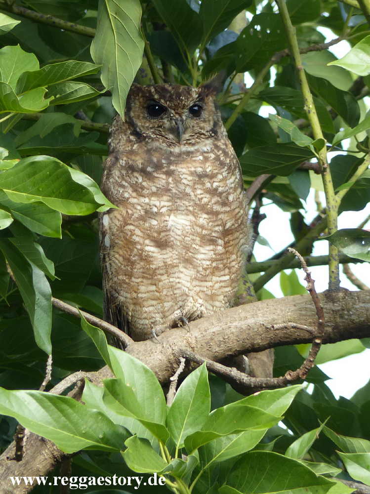 Owl - Zion Train Lodge - Shashemene