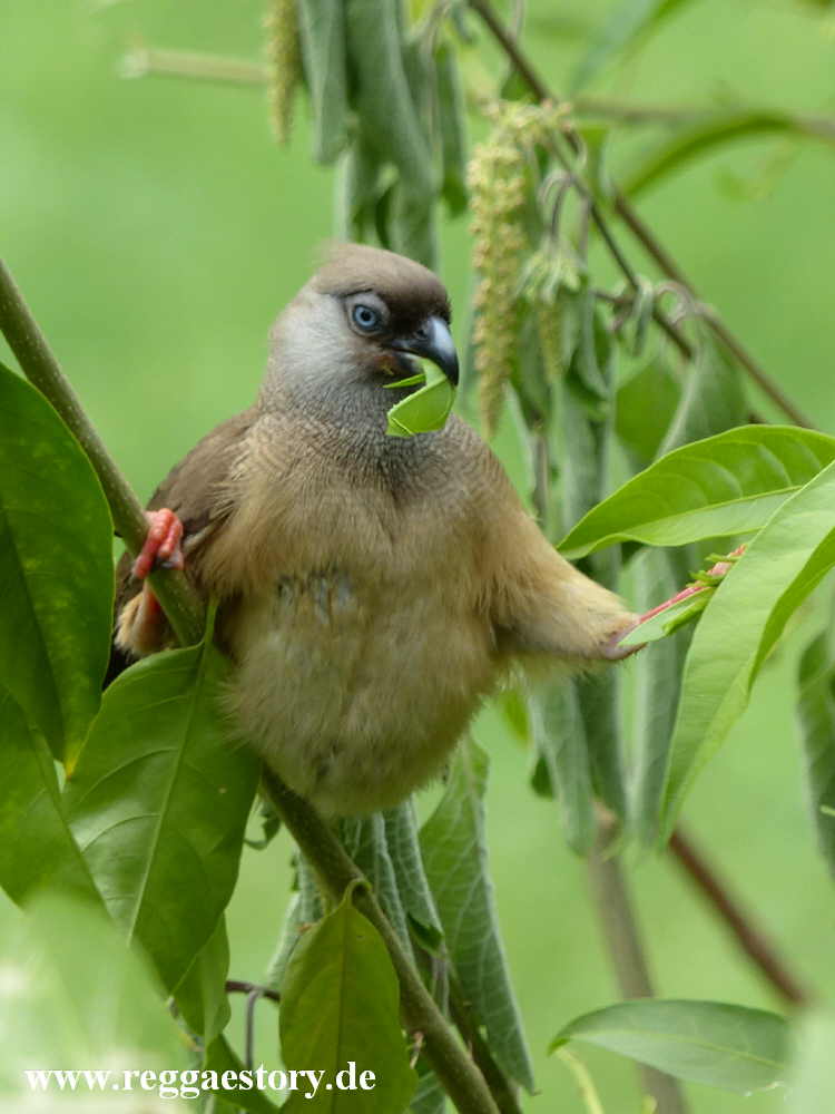Speckled Mousebird - Eco Omo Lodge - Jinka - Ethiopia
