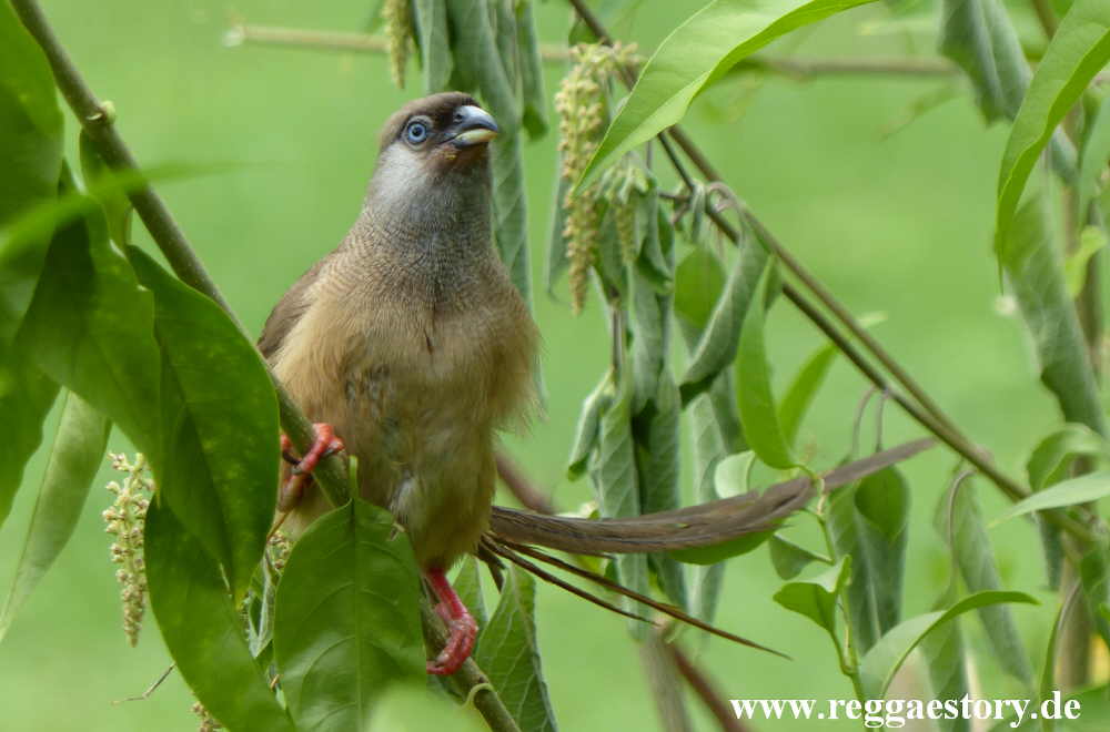 Speckled Mousebird - Eco Omo Lodge - Jinka - Ethiopia