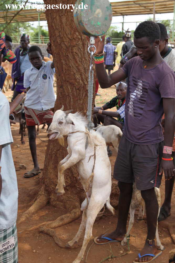 Animal market - Dimeka - Ethiopia