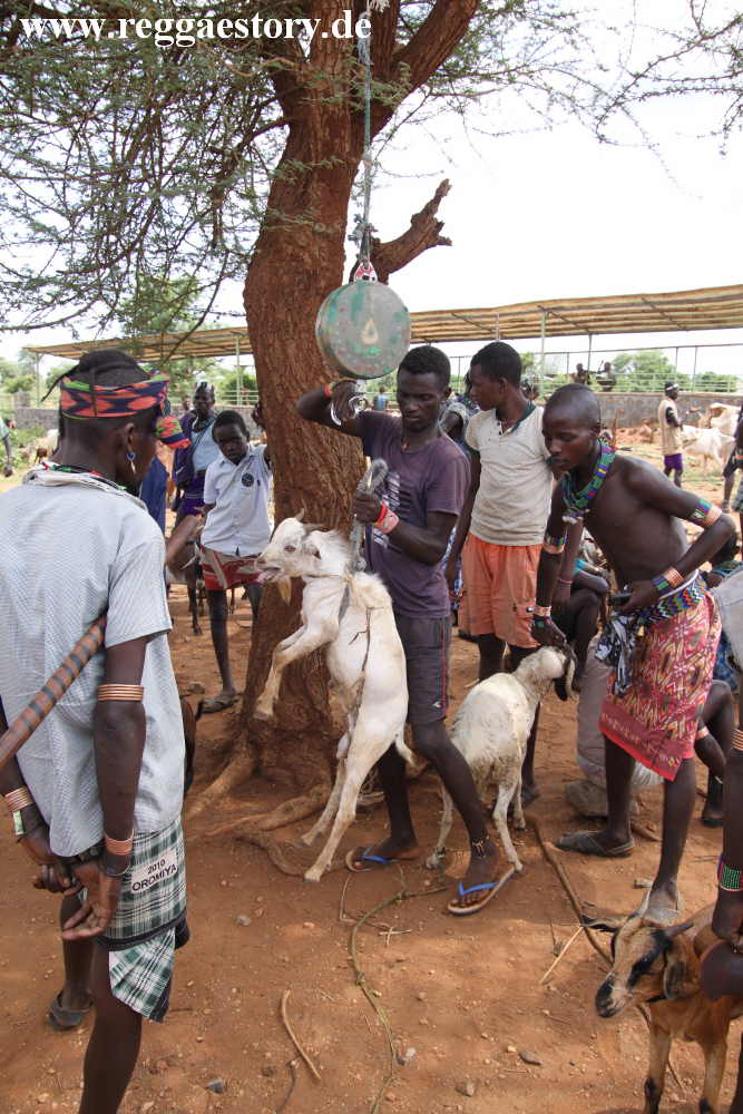 Animal market - Dimeka - Ethiopia