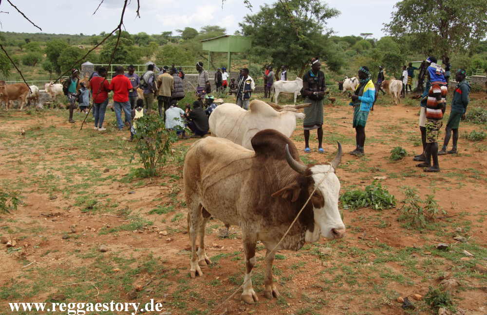 Animal market - Dimeka - Ethiopia