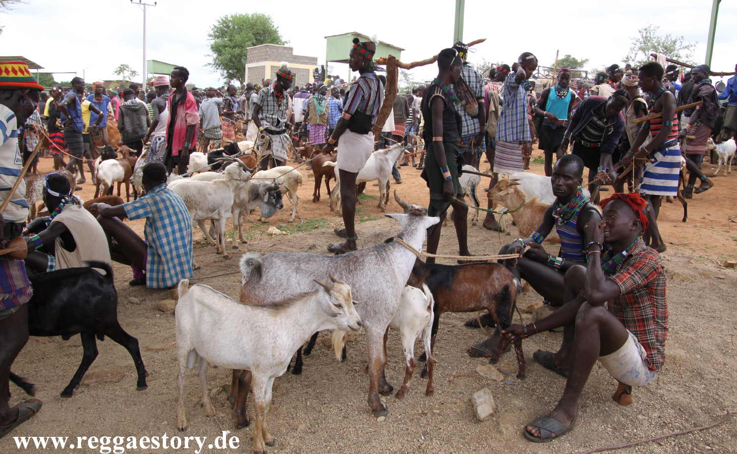 Animal market - Dimeka - Ethiopia