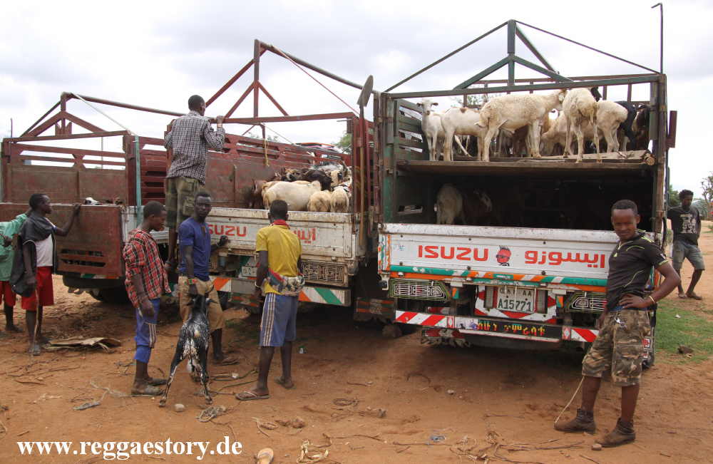 Animal market - Dimeka - Ethiopia