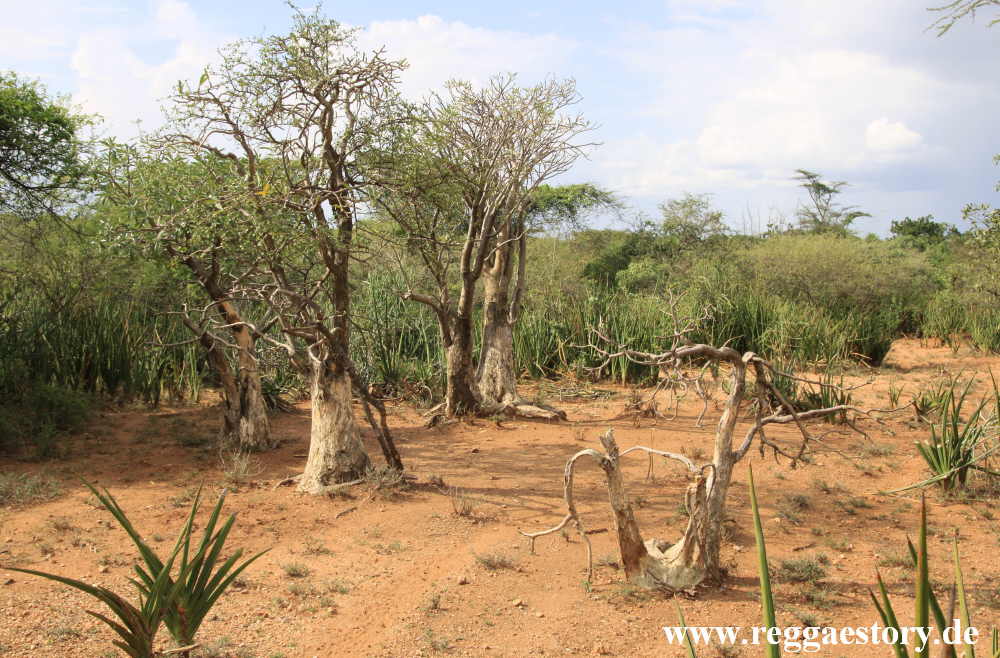 Near Buska Lodge - Turmi - Ethiopia