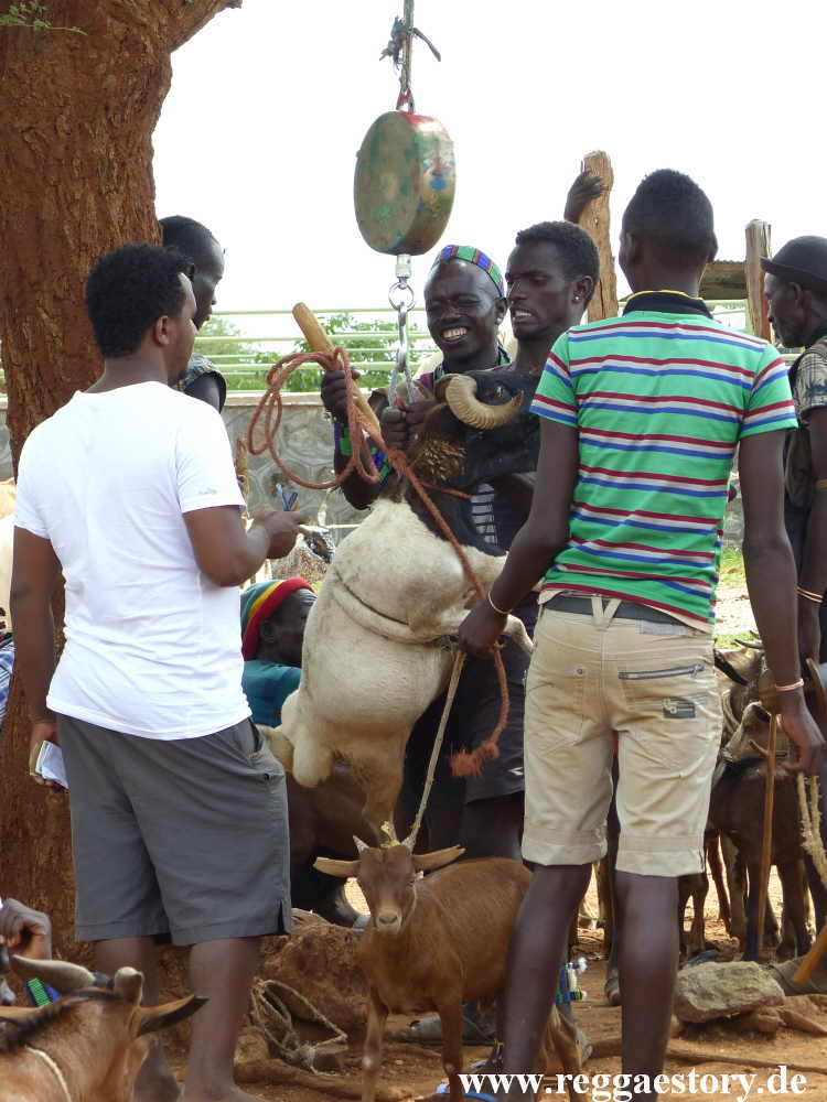 Animal market - Dimeka - Ethiopia