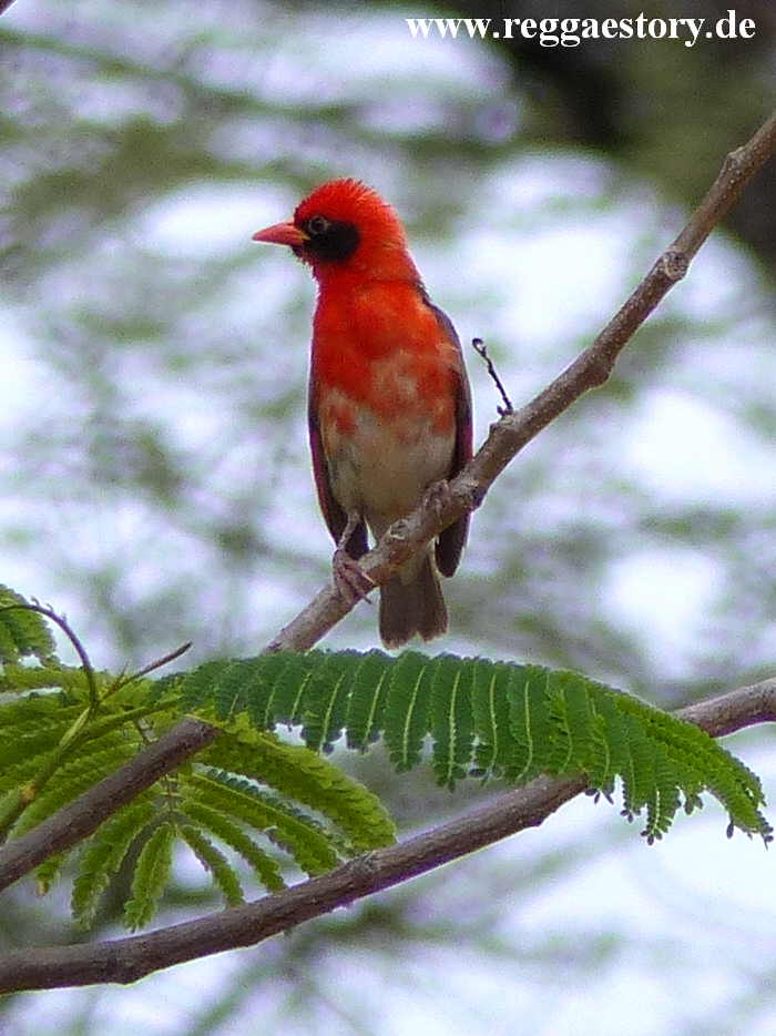 Red Bird - Near Buska Lodge - Turmi - Ethiopia