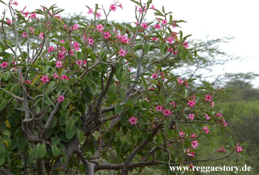 Desert rose - Near Buska Lodge - Turmi - Ethiopia