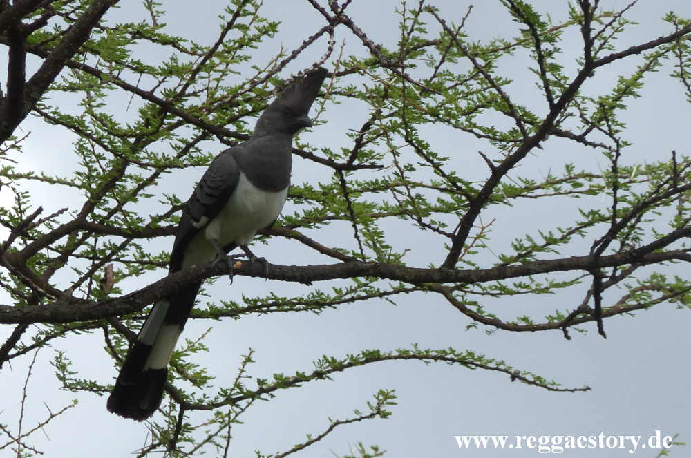 White bellied go away bird - Near Buska Lodge - Turmi - Ethiopia