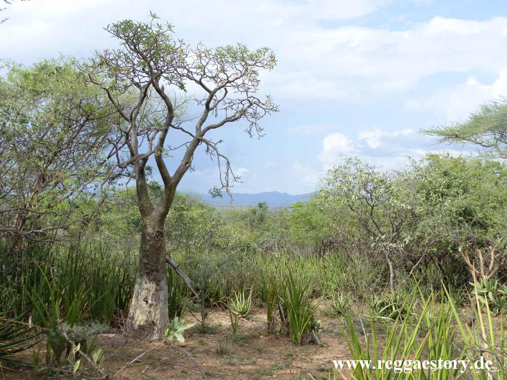 Near Buska Lodge - Turmi - Ethiopia