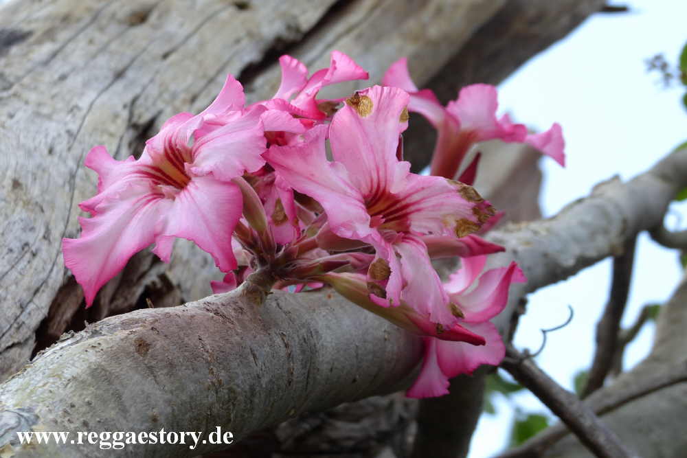 Desert rose - Near Buska Lodge - Turmi - Ethiopia