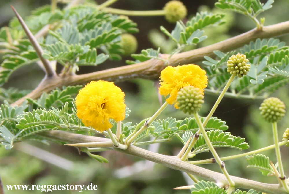 Ethiopia - The South - Acatia nilotica