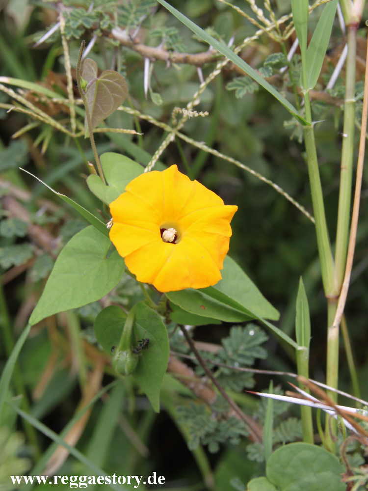 Ethiopia - The South - Plant