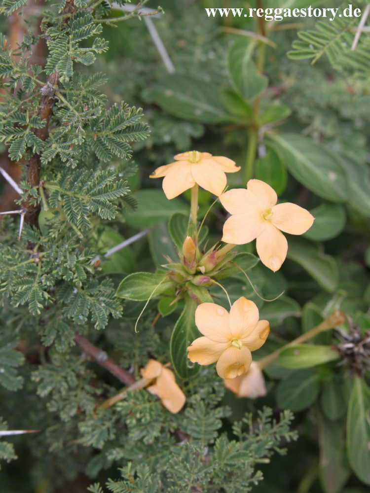 Ethiopia - The South - Plant