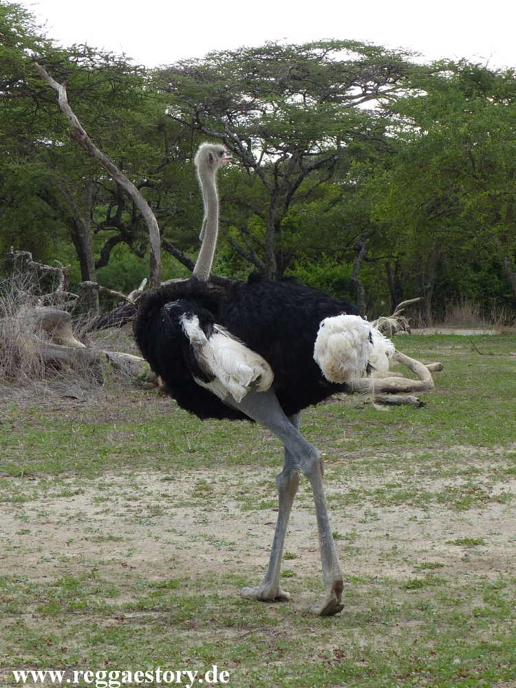 Abijata-Shala-Nationalpark - Ethiopia