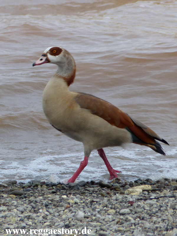 Nilgans - Sabana Bech Resort - Ethiopia