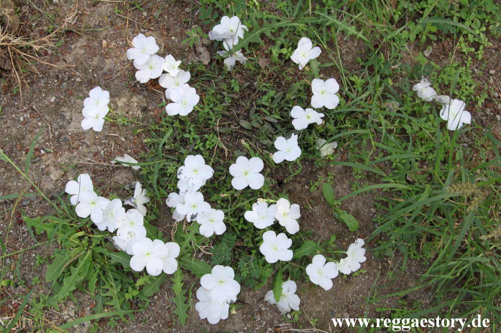 White Flower - Sabana Beach Resort - Lake Langano - Ethiopia