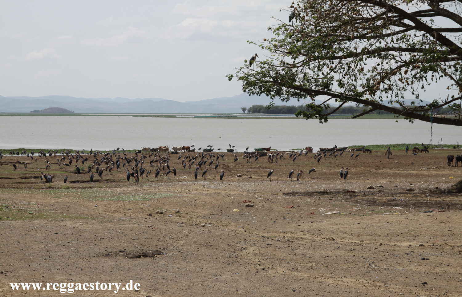 Marabus - Lake Koka - Ethiopia