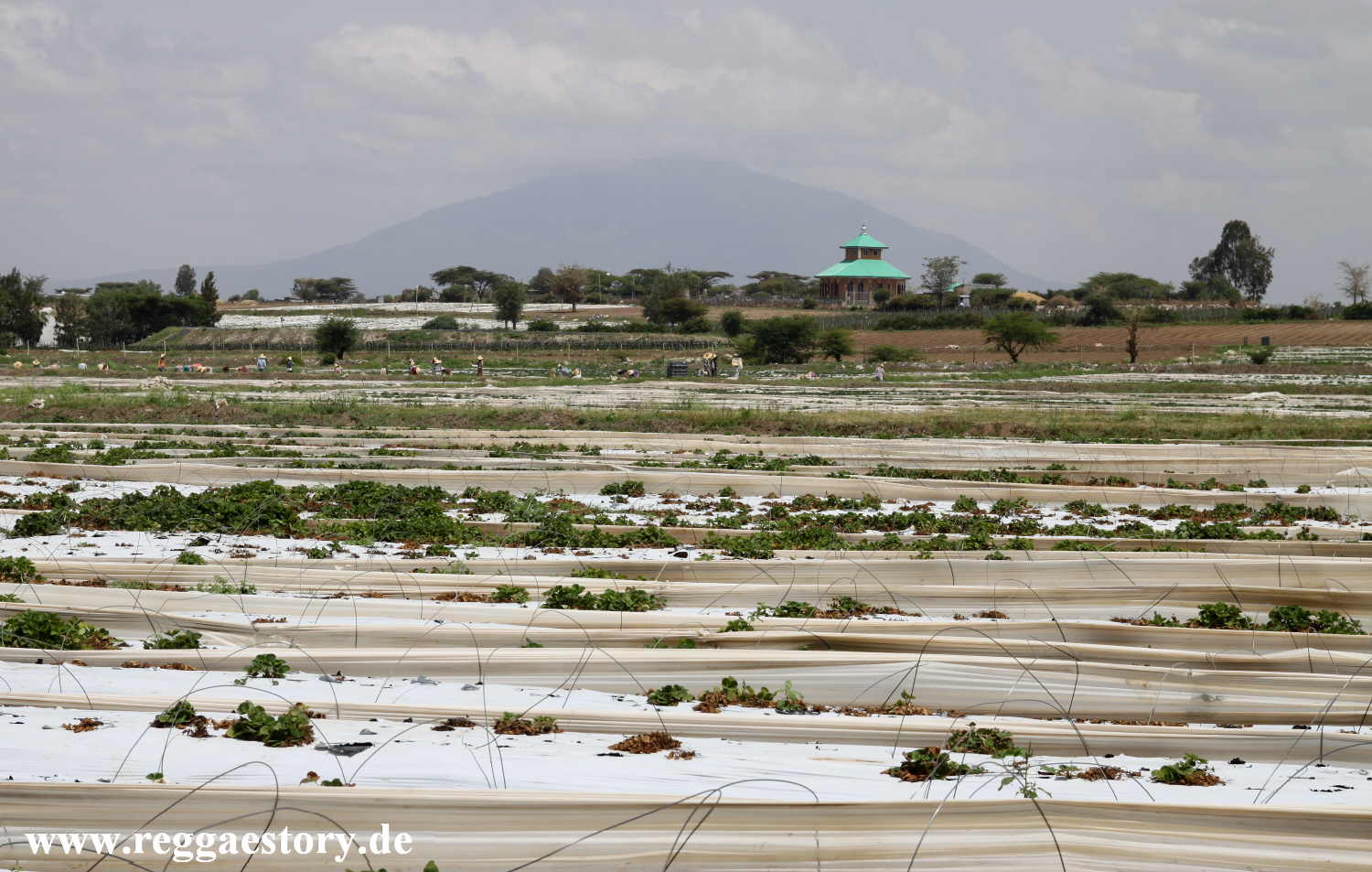 Strawberry fields - Ethiopia @ Hyio Cafe