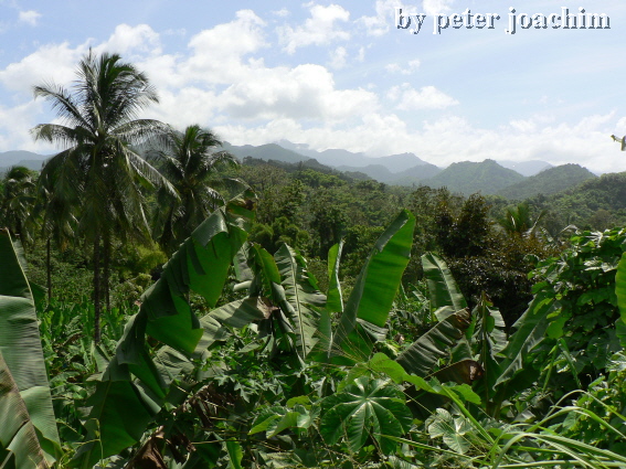 Landschaft bei Moore Town