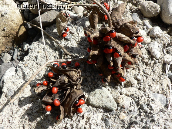 John Crow Beads