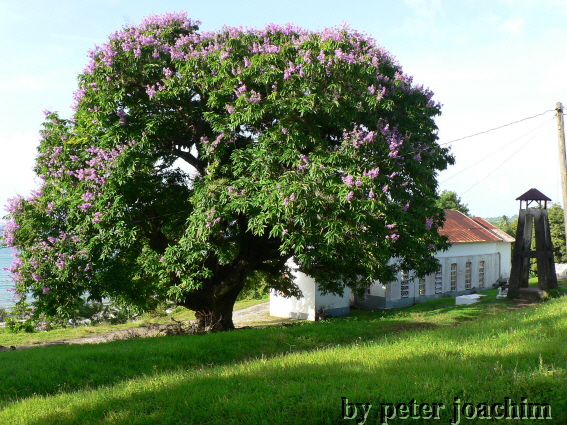 Der Giant June Rose Tree von St. Margaret&acute;s Bay