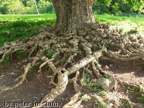 Der Giant June Rose Tree von St. Margaret&acute;s Bay