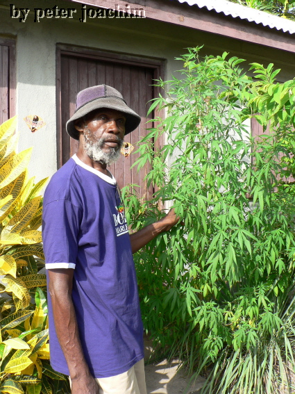 Trench Town Culture Yard - Bragga mit Pflanze