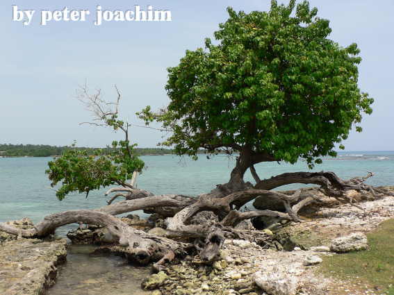 Little Bay